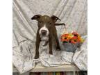 Adopt SCARLET a Pit Bull Terrier
