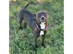 Adopt JOLIE a Pit Bull Terrier, Mixed Breed