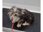 Adopt A117767 a Yorkshire Terrier