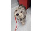 Adopt ROMY a Yorkshire Terrier