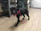 Adopt A514902 a Labrador Retriever, Pit Bull Terrier