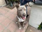 Adopt A514880 a Pit Bull Terrier, Mixed Breed