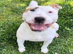 Adopt Dog a Bull Terrier, Mixed Breed