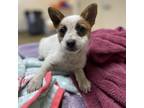 Adopt Paisley a Cattle Dog, Mixed Breed