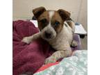 Adopt Lassie a Cattle Dog, Mixed Breed