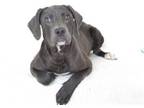 Adopt LUCILLE a Pit Bull Terrier, Labrador Retriever