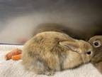 Adopt CASSANDRA WEBB* a Bunny Rabbit