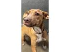 Adopt Edith a Pit Bull Terrier, Mixed Breed