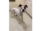 Adopt LUCY a Boxer