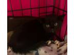 Adopt STORMIE a Domestic Short Hair