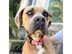 Adopt Ana a Pit Bull Terrier
