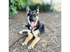 Adopt Zuzu a German Shepherd Dog