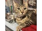 Adopt UNKNOWN a Domestic Short Hair