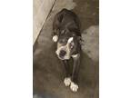Adopt BEAUTY a Pit Bull Terrier
