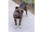 Adopt SMOKEY a Pit Bull Terrier, Mixed Breed