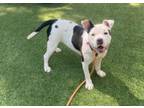 Adopt SNICKERS a Pit Bull Terrier, Mixed Breed