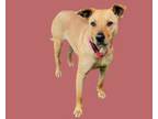 Adopt VICKY a Mixed Breed