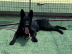 Adopt TWYLA a German Shepherd Dog, Belgian Shepherd / Malinois