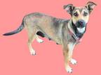 Adopt MEXI a German Shepherd Dog, Pit Bull Terrier