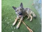 Adopt FERGGIE a German Shepherd Dog