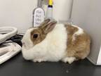 Adopt MIMI a Bunny Rabbit