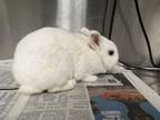 Adopt MAX a Bunny Rabbit
