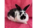 Adopt A847501 a Bunny Rabbit