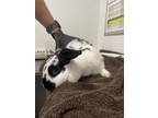 Adopt A847502 a Bunny Rabbit