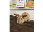 Adopt A847503 a Bunny Rabbit