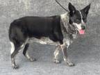 Adopt A132230 a Australian Cattle Dog / Blue Heeler