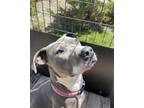 Adopt LITTLE a Pit Bull Terrier, Mixed Breed