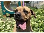 Adopt BLANCHE a Boxer, Mixed Breed