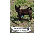 Adopt Cassidy-MISSOURI a Boston Terrier, Shiba Inu