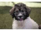 Adopt Blythe a Great Pyrenees, Standard Poodle