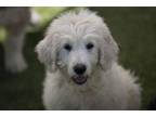Adopt Babette a Great Pyrenees, Standard Poodle