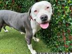 Adopt GIGGLES a Pit Bull Terrier