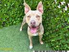 Adopt SEMILLY a Pit Bull Terrier