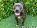 Adopt INDICA a Pit Bull Terrier