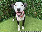 Adopt SMILES a Pit Bull Terrier