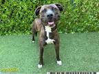 Adopt SHELBY a Pit Bull Terrier