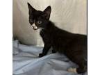 Adopt Pastry a Domestic Short Hair