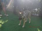 Adopt CHLOE a German Shepherd Dog, Mixed Breed