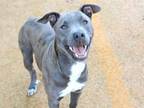 Adopt LADY a American Staffordshire Terrier, Mixed Breed