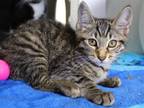 Adopt GRAVY a Domestic Short Hair