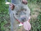 Adopt POPPY a American Staffordshire Terrier, Mixed Breed