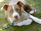 Adopt DEENA a American Staffordshire Terrier, Mixed Breed
