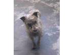 Adopt TATUM a Yorkshire Terrier, Mixed Breed