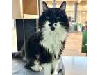 Adopt SOPHIE a Domestic Long Hair