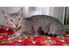 Adopt CANDACE a Domestic Short Hair