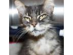 Adopt Gracie a Maine Coon